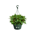 green basics hängeampel 28cm laubgrün